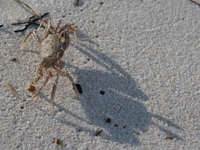 sand crab Diani Beach, East Africa, Kenya, Africa