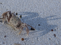 view--sand crab Diani Beach, East Africa, Kenya, Africa