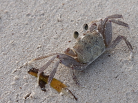 sand crab Diani Beach, East Africa, Kenya, Africa