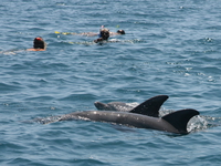 swim with the dolphins Shimoni, East Africa, Kenya, Africa