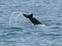 gray dolphin tail Shimoni, East Africa, Kenya, Africa