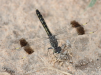 dragon fly Murchison Falls, East Africa, Uganda, Africa