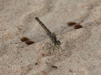 070925170006_immature_dragon_fly