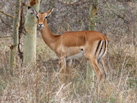 gazelles_of_serengeti
