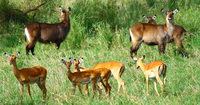 waterbucks Mwanza, East Africa, Tanzania, Africa