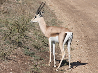 gazelle Serengeti, Ngorongoro, East Africa, Tanzania, Africa