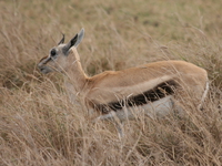thomson gazelle Ngorongoro Crater, Arusha, East Africa, Tanzania, Africa