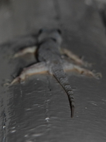 hindsight of a gecko Shimoni, East Africa, Kenya, Africa