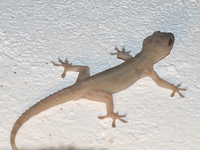 gecko in diani beach Diani Beach, East Africa, Kenya, Africa