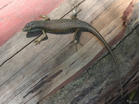 view--gecko Mombas, East Africa, Kenya, Africa