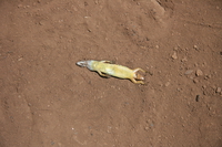 dead gecko belly Kilimanjaro, East Africa, Tanzania, Africa