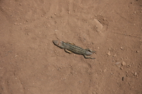 dead gecko back Kilimanjaro, East Africa, Tanzania, Africa