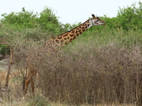 giraffe Mwanza, East Africa, Tanzania, Africa