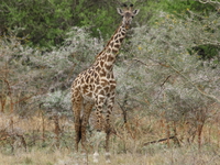 masai giraffe Mwanza, East Africa, Tanzania, Africa