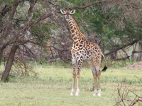 giraffe Mwanza, East Africa, Tanzania, Africa