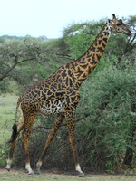 giraffe Mwanza, East Africa, Tanzania, Africa