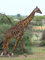 giraffe Mwanza, East Africa, Tanzania, Africa