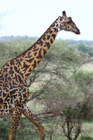 giraffe Mwanza, East Africa, Tanzania, Africa