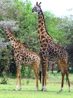 giraffe mating Mwanza, East Africa, Tanzania, Africa