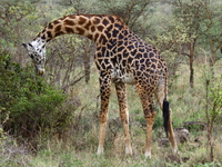 giraffe Mwanza, East Africa, Tanzania, Africa