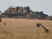 giraffe Serengeti, Ngorongoro, East Africa, Tanzania, Africa