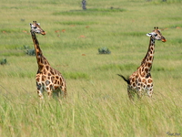 view--romeo and juliet Murchison Falls, East Africa, Uganda, Africa