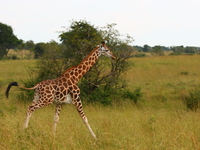 running giraffe Murchison Falls, East Africa, Uganda, Africa