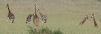 dance of rothschild giraffes Murchison Falls, East Africa, Uganda, Africa