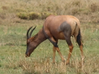 topi and hartebeest Mwanza, East Africa, Tanzania, Africa