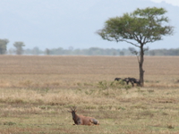 hartebeest Mwanza, East Africa, Tanzania, Africa