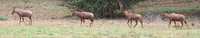 hartebeest Mwanza, East Africa, Tanzania, Africa