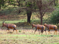 hartebeests Mwanza, East Africa, Tanzania, Africa