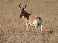 hartebeest Serengeti, Ngorongoro, East Africa, Tanzania, Africa