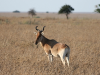 hartebeest Serengeti, Ngorongoro, East Africa, Tanzania, Africa