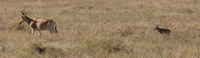 hartebeest Serengeti, Ngorongoro, East Africa, Tanzania, Africa