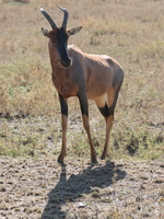 hartebeest Serengeti, Ngorongoro, East Africa, Tanzania, Africa