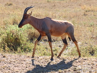 hartebeest Serengeti, Ngorongoro, East Africa, Tanzania, Africa