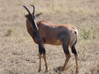 hartebeest Serengeti, Ngorongoro, East Africa, Tanzania, Africa