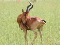 view--hartebeest Murchison Falls, East Africa, Uganda, Africa