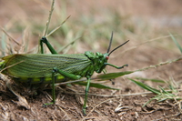 giant grasshopper Mtae, East Africa, Tanzania, Africa