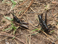 grasshoppers Mtae, East Africa, Tanzania, Africa