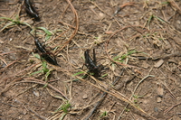 grasshopper family Mtae, East Africa, Tanzania, Africa