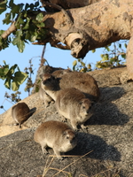 hyrax Serengeti, Ngorongoro, East Africa, Tanzania, Africa