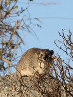 hyrax Serengeti, Ngorongoro, East Africa, Tanzania, Africa