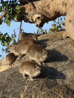 hyraxes Serengeti, Ngorongoro, East Africa, Tanzania, Africa