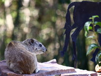 hyrax Serengeti, Ngorongoro, East Africa, Tanzania, Africa