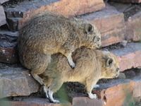 hyrax mating Serengeti, Ngorongoro, East Africa, Tanzania, Africa