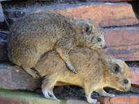 hyrax have sex Serengeti, Ngorongoro, East Africa, Tanzania, Africa