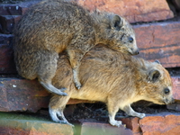 hyrax mating Serengeti, Ngorongoro, East Africa, Tanzania, Africa