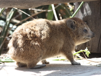 hyrax Serengeti, Ngorongoro, East Africa, Tanzania, Africa